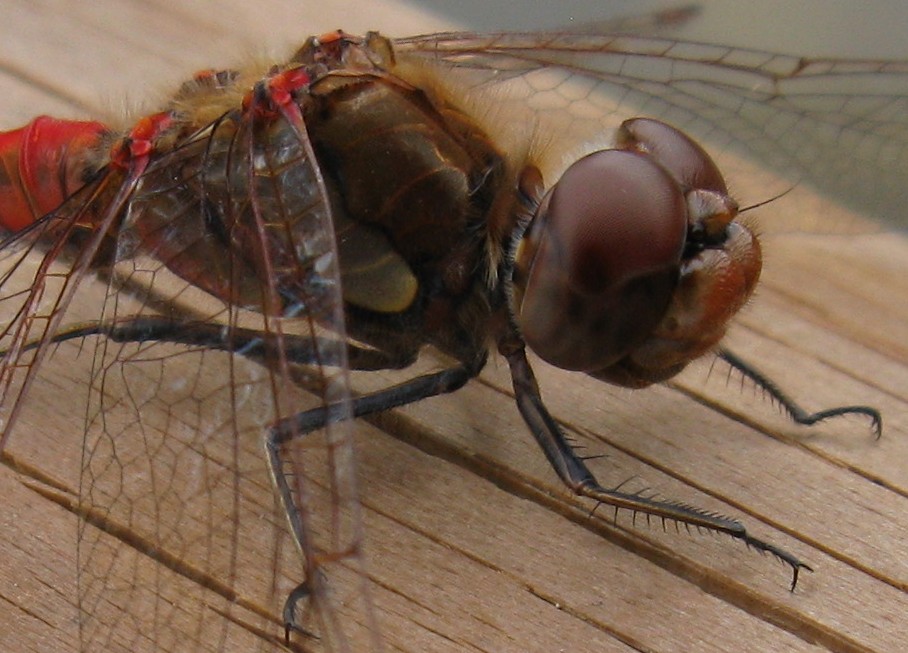 Sympetrum